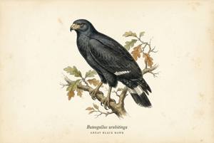 Great Black Hawk illustration