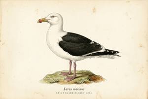 Great Black-backed Gull illustration