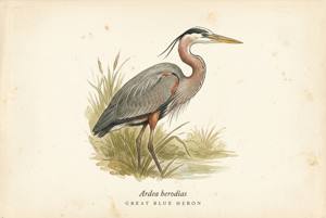 Great Blue Heron illustration