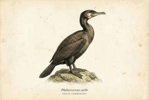 Great Cormorant illustration
