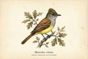 Great Crested Flycatcher illustration