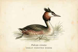 Great Crested Grebe illustration