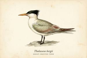 Great Crested Tern illustration