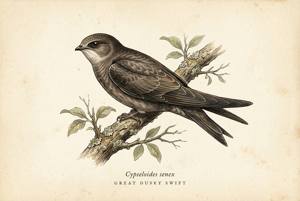 Great Dusky Swift illustration