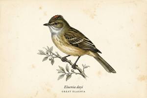 Great Elaenia illustration