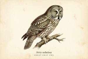 Great Gray Owl illustration