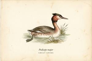 Great Grebe illustration