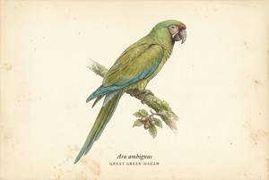 Great Green Macaw illustration