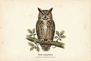 Great Horned Owl illustration