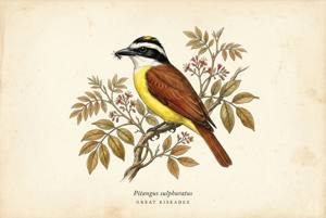 Great Kiskadee illustration