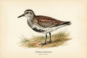 Great Knot illustration