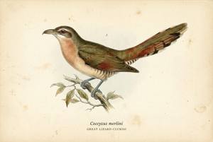 Great Lizard-Cuckoo illustration