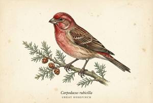 Great Rosefinch illustration