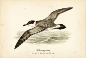 Great Shearwater illustration