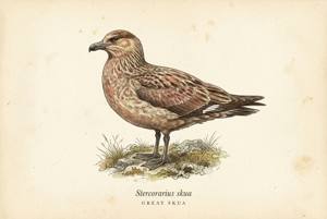 Great Skua illustration