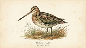 Great Snipe illustration