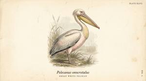 Great White Pelican illustration