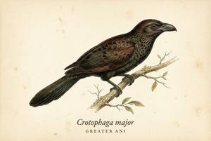 Greater Ani illustration