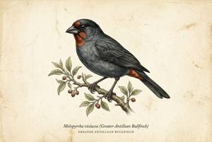 Greater Antillean Bullfinch illustration