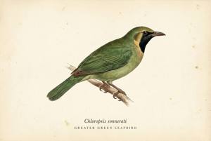 Greater Green Leafbird illustration