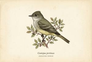 Greater Pewee illustration