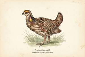 Greater Prairie-Chicken illustration