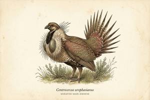 Greater Sage-Grouse illustration