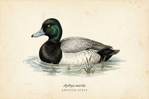 Greater Scaup illustration