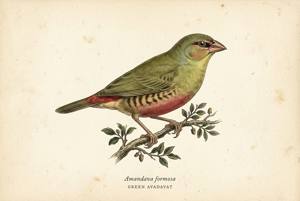 Green Avadavat illustration