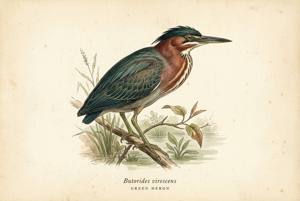 Green Heron illustration