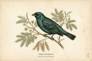 Green Indigobird illustration