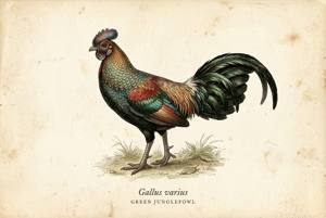 Green Junglefowl illustration