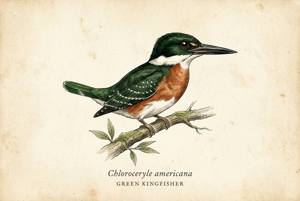 Green Kingfisher illustration