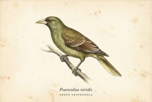Green Oropendola illustration