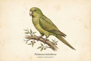 Green Parakeet illustration