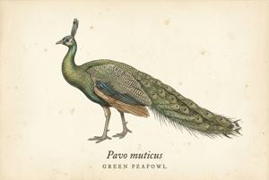 Green Peafowl illustration
