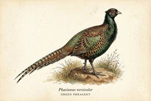 Green Pheasant illustration