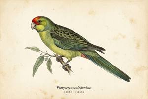 Green Rosella illustration