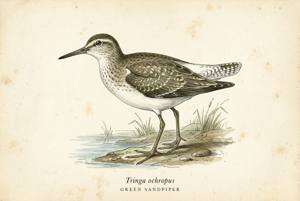 Green Sandpiper illustration