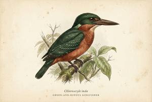Green-and-rufous Kingfisher illustration