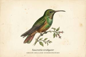 Green-bellied Hummingbird illustration