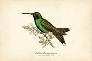 Green-breasted Mango illustration