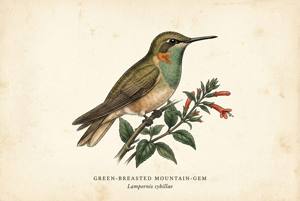 Green-breasted Mountain-gem illustration