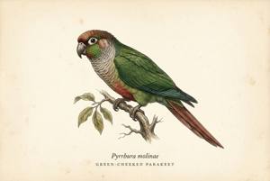 Green-cheeked Parakeet illustration