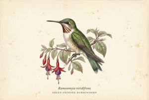 Green-fronted Hummingbird illustration
