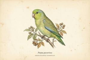 Green-rumped Parrotlet illustration
