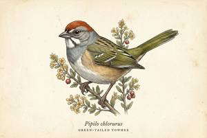 Green-tailed Towhee illustration