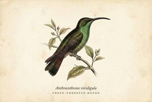 Green-throated Mango illustration