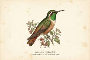 Green-throated Mountain-gem illustration