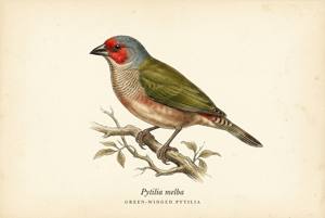 Green-winged Pytilia illustration